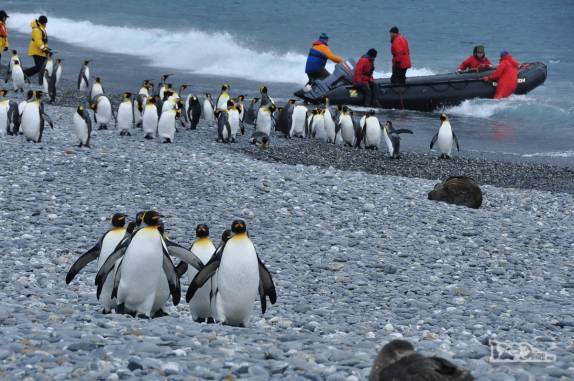 Passageiros voltam ao Sea Spirit enquanto pinguins caminham pelas praias de Salisbury Plain, na Geórgia do Sul